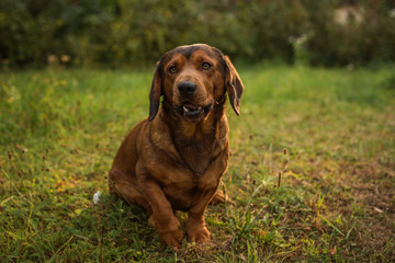 pure breed Alpine Dachsbracke dog  brown dog summer outdoor shot close up 