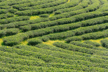 Tea plantation in Chiang Rai, north of Thailand