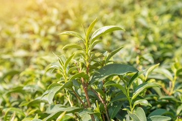 Tea leave in plantation close-up