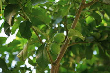Зеленый лимон висит на дереве с листьями в солнечных лучах 