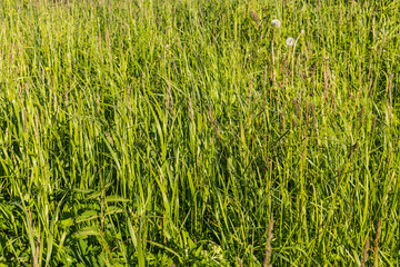 field with dandelions selective focus