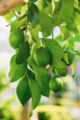 Зеленый лимон висит на дереве с листьями в солнечных лучах 