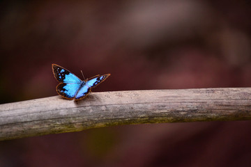 blue butterfly posing on a stick