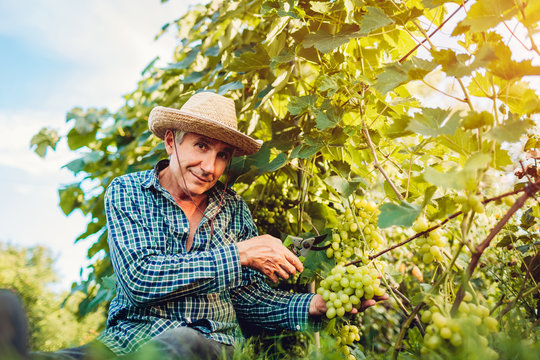 Farmer gathering crop of grapes on ecological farm. Senior man cutting white grapes with pruner