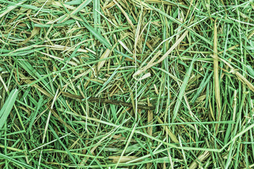 Dry green hay as background © unclepodger