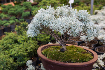 Crossostephium bonsai with moss in pot