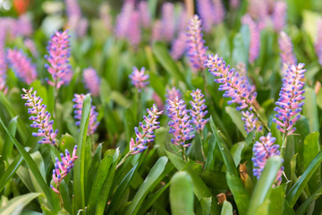 Aechmea gamosepala flowers in garden
