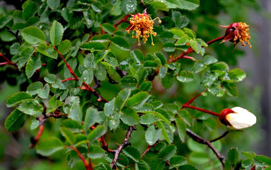 Wild dogrose bush in the rain, white delicate bud