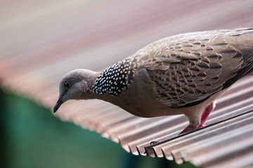 One Brown Pigeon sitting on brown house roof