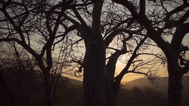 baobab tree in limpopo south africa