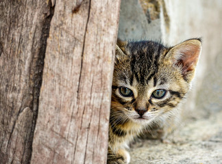 kitten peeks his head behind a board