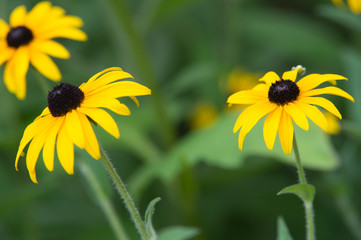 fleur jaune sur fonds vert et bleu en été dans un jardin en lumière du jour en couleur