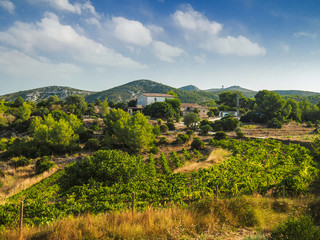Fototapeta na wymiar vineyards on the mountain with a rural house