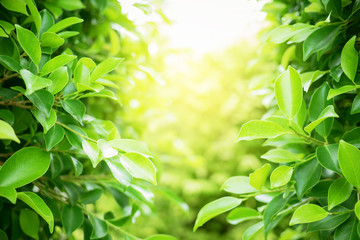 Green leaf soft focus with closeup in nature view