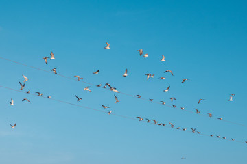 Flock of birds in Thailand.