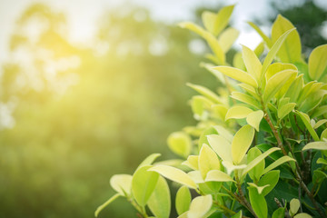 Green leaf soft focus with closeup in nature view