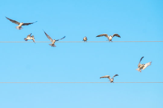 Flock of birds in Thailand.