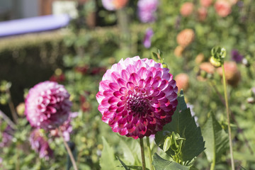 pinkfarbende Dahlie
