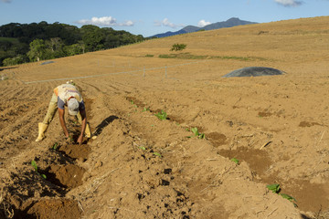 Trabalhador planta mudas de fumo em lavoura de fazenda brasileira