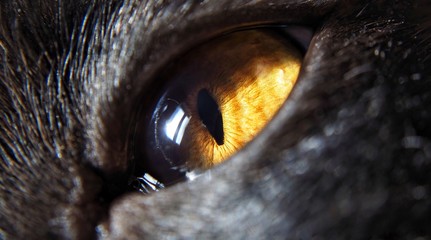 Orange cat eye