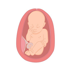 illustration of a baby in the womb. Pregnant with fetus