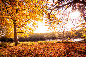 Beau paysage d& 39 automne doré avec des arbres et des feuilles dorées au soleil en Ecosse