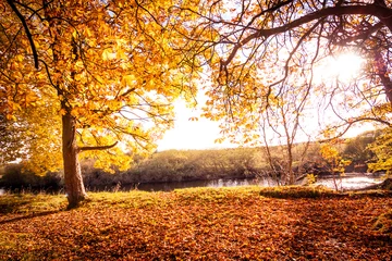 Crédence de cuisine en verre imprimé Automne Beau paysage d& 39 automne doré avec des arbres et des feuilles dorées au soleil en Ecosse