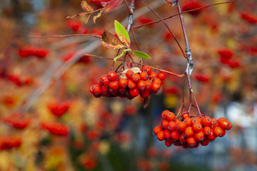 Photo of a red ripe rowan branch
