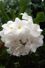 White flowers. Plumeria. Thailand