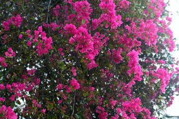 Obraz premium Pink flowers. Bougainville. Thailand