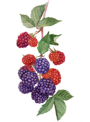 watercolor illustration of a BlackBerry Bush