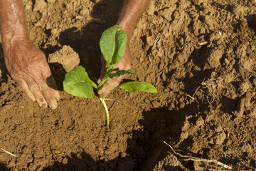 Trabalhador planta mudas de fumo em lavoura de fazenda brasileira