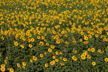 Field with blooming sunflowers during the day