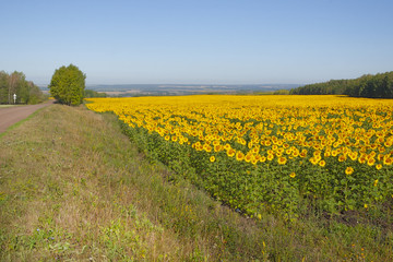 Field with blooming sunflowers during the day