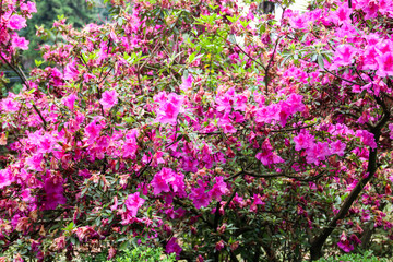Beautiful blooming pink rhododendron in the garden