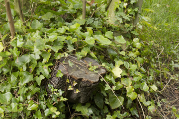 ivy smothering a tree stump 