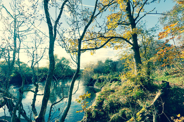 Fototapeta premium Beautiful, golden autumn scenery with trees and golden leaves in the sunshine in Scotland