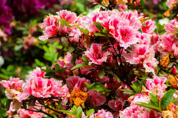 Beautiful blooming pink rhododendron in the garden