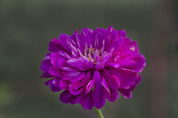 Zinnia flower closeup with delicate petals