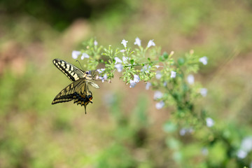 花の蜜を吸うアゲハチョウ