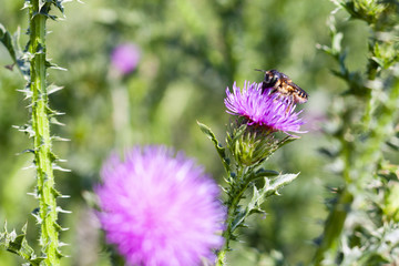 Bee on a thistle