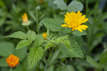 Orange calendula in the garden