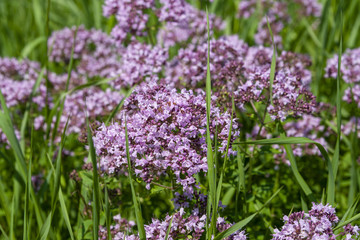 Flowering Oregano in a meadow
