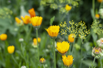 Orange calendula in the garden