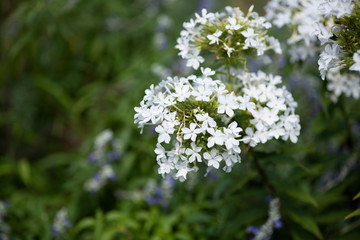 白いフロックスの花