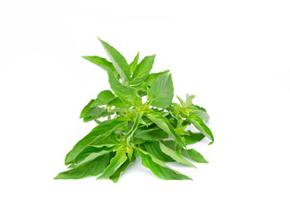 Hairy basil leaf isolated on white bacgkround.