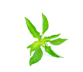Ocimum basilicum or hairy basil leaf isolated on white bacgkround