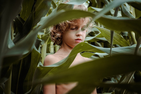 Little boy walking among cornfield