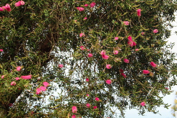Red Bottlebrush flowers (Callistemon citrinus)
