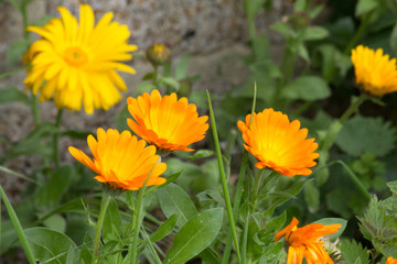 Sunny Orange Flowers